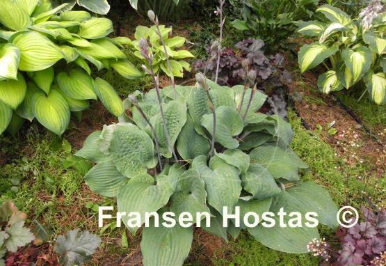 Hosta Dragon's Eye